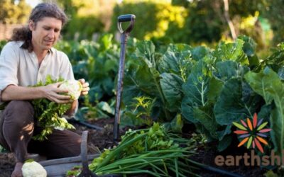 Harvesting Seasonal Fruit, Vegetables and Herbs for the Western Cape